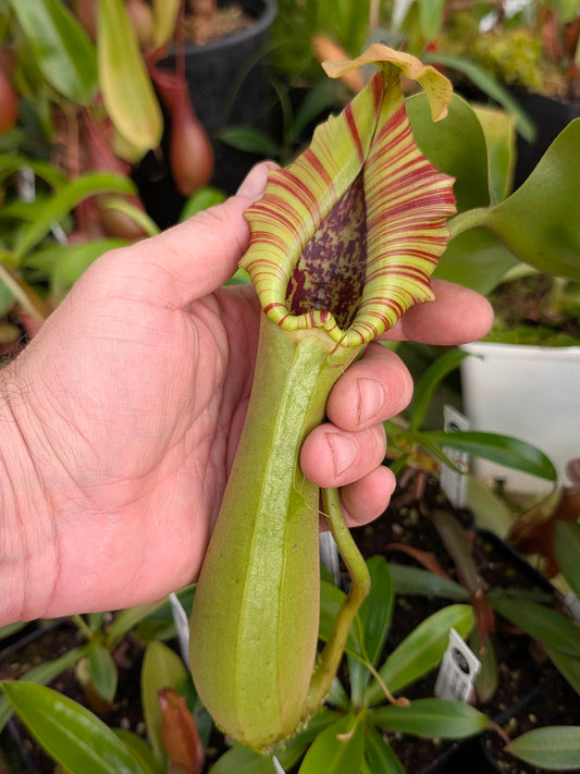 Nepenthes truncata Mindanao, Philippinen