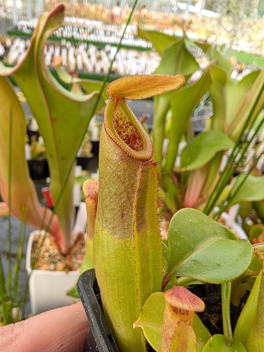 Nepenthes truncata x inermis