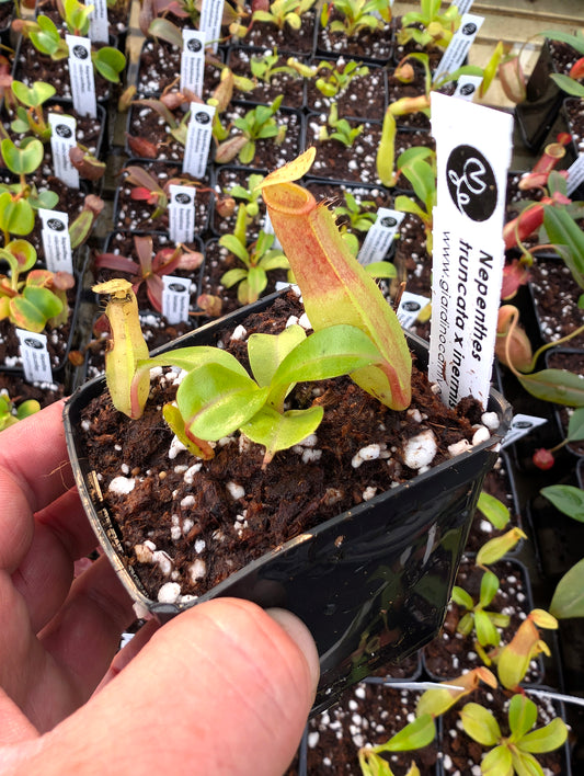 Nepenthes truncata x inermis