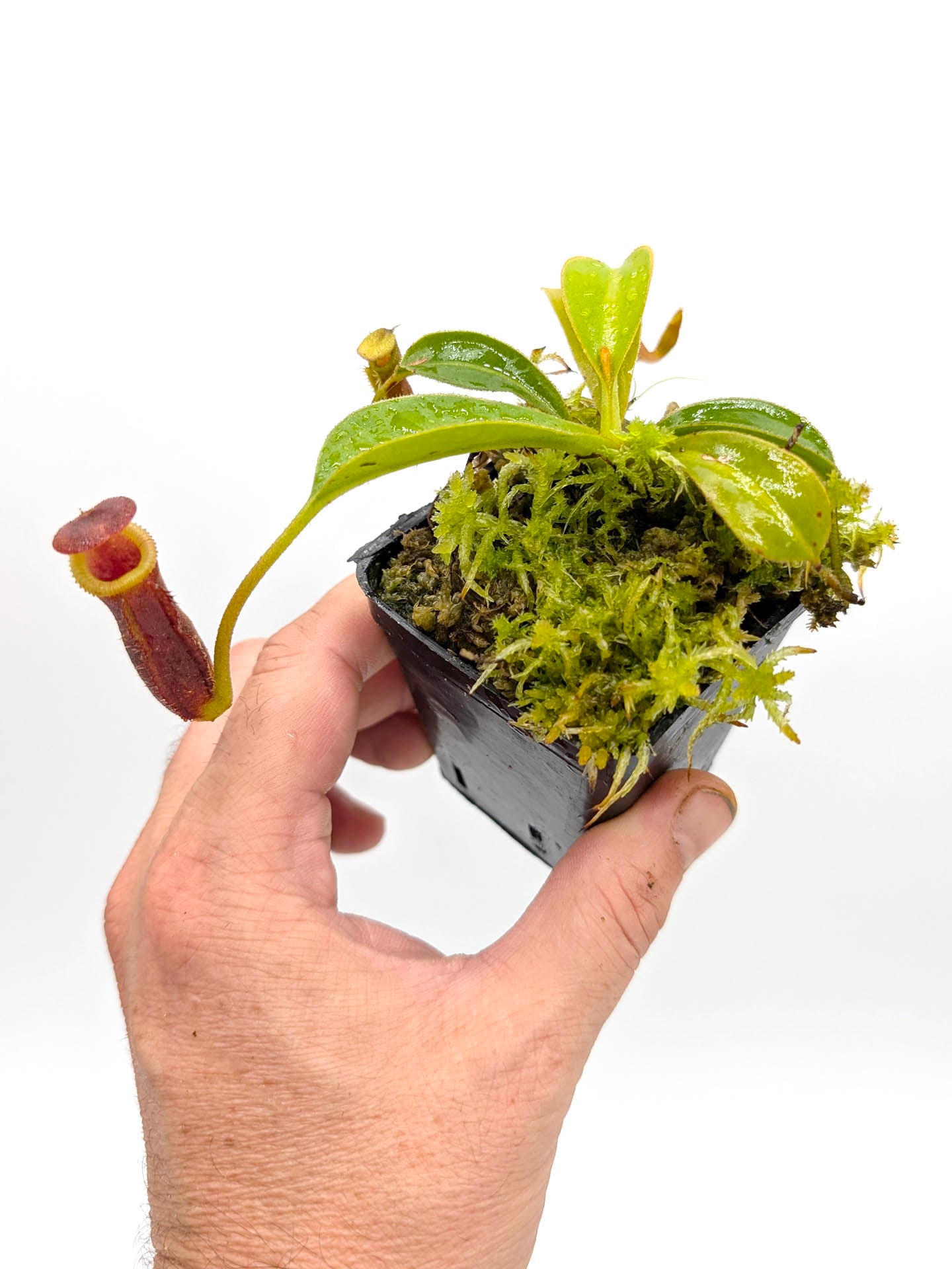 Nepenthes x 'Trusmadiensis' Macrophylla x lowii