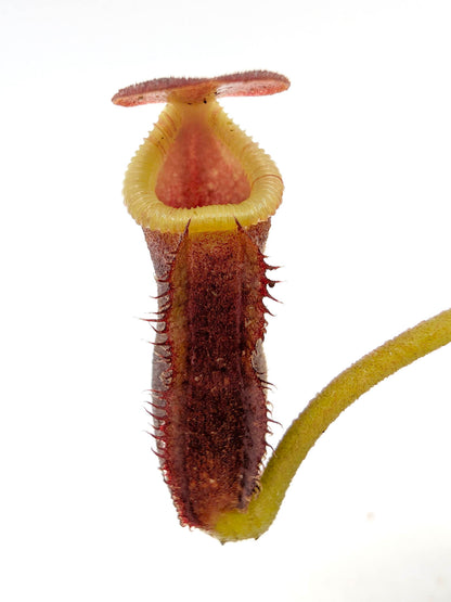 Nepenthes x 'Trusmadiensis' Macrophylla x lowii