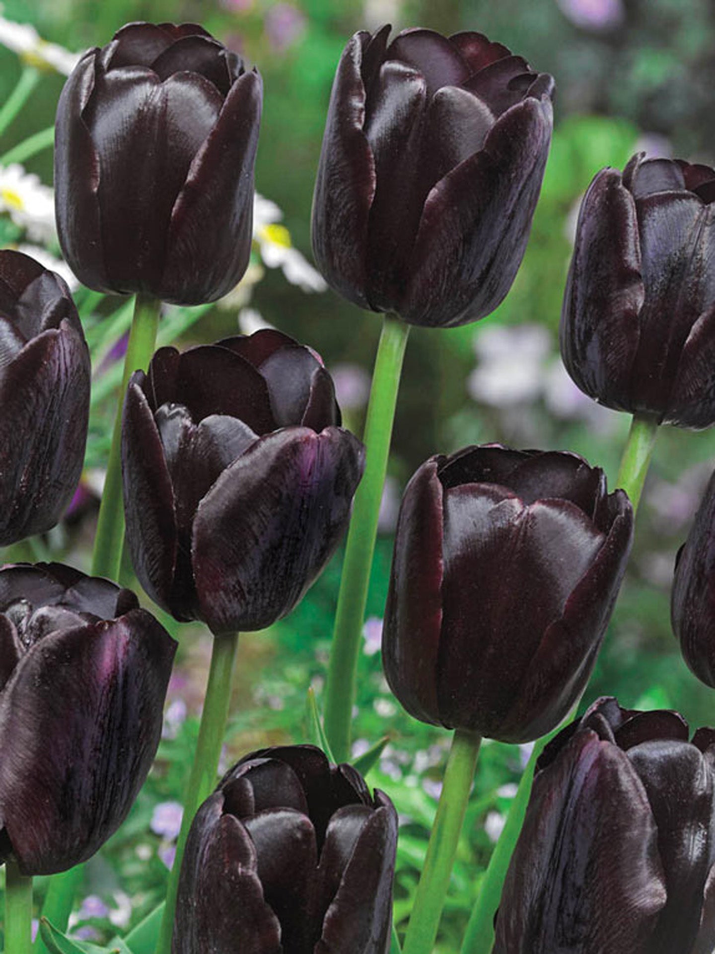 Schwarze Tulpe „Queen of Night"