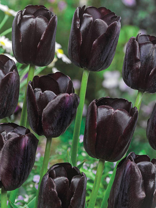 Schwarze Tulpe „Queen of Night"