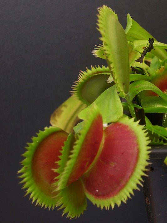 Dionaea muscipula "UK I"