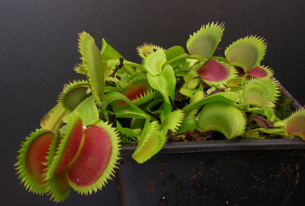 Dionaea muscipula "UK I"