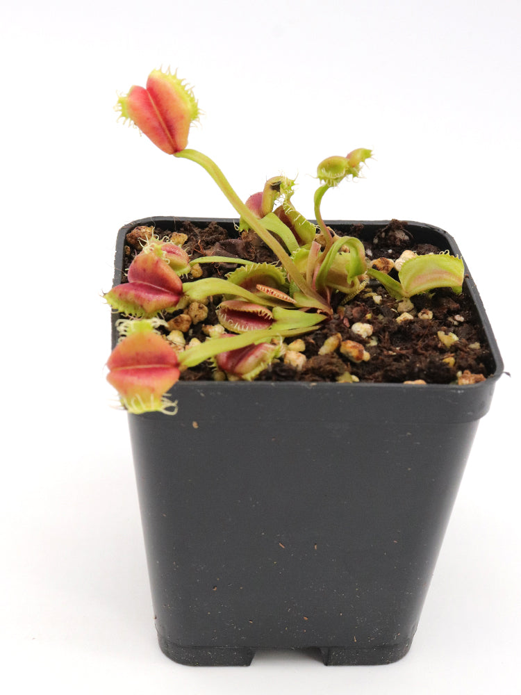 Dionaea Muscipula „Umgekrempelt“