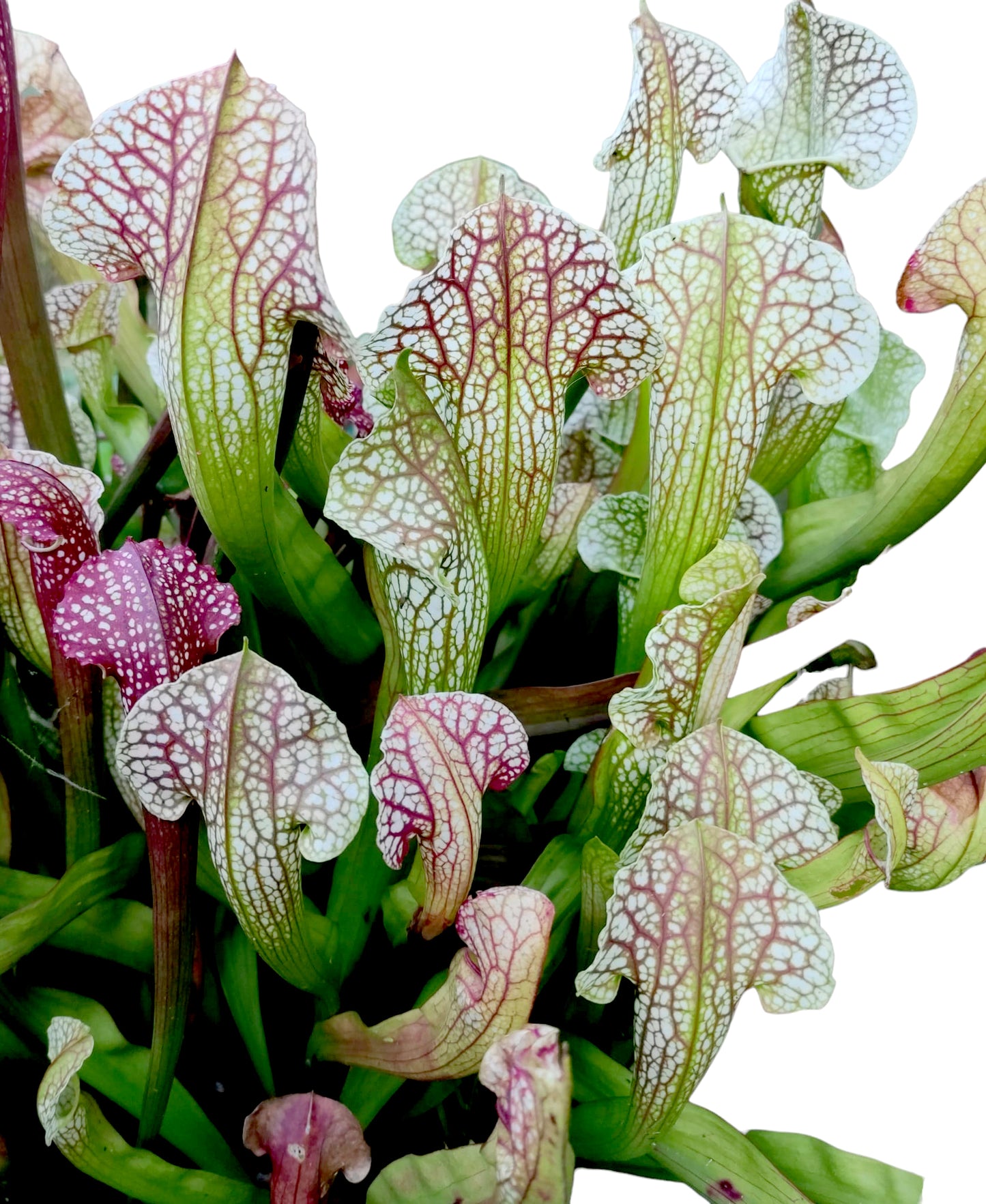 Sarracenia "Umlauftiana"