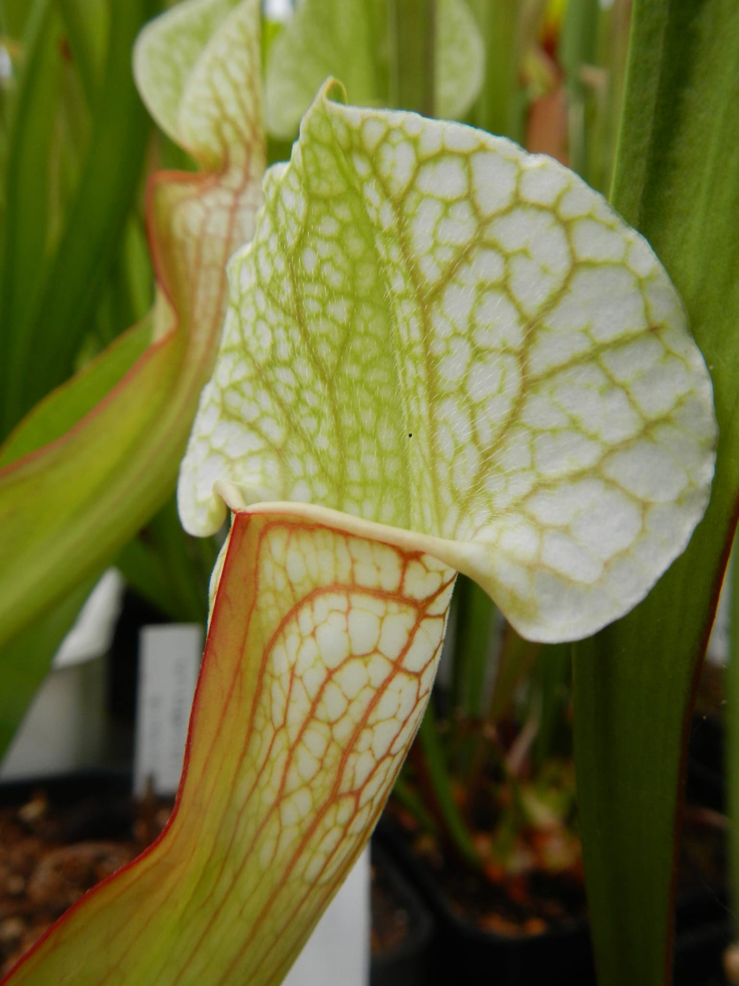 Sarracenia "Umlauftiana"