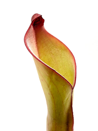 Heliamphora uncinata  Amuri tepui , Venezuela