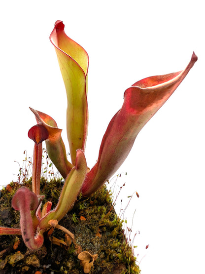 Heliamphora uncinata  Amuri tepui , Venezuela