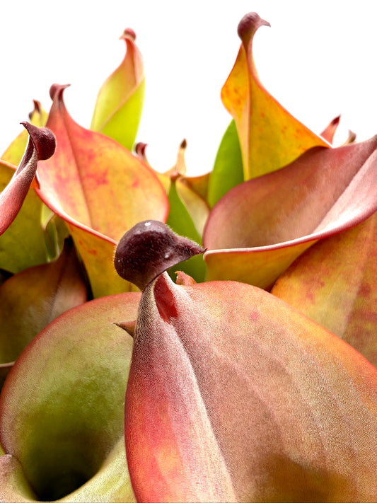 Heliamphora uncinata  Northern Rock Wall near Amuri Cliff