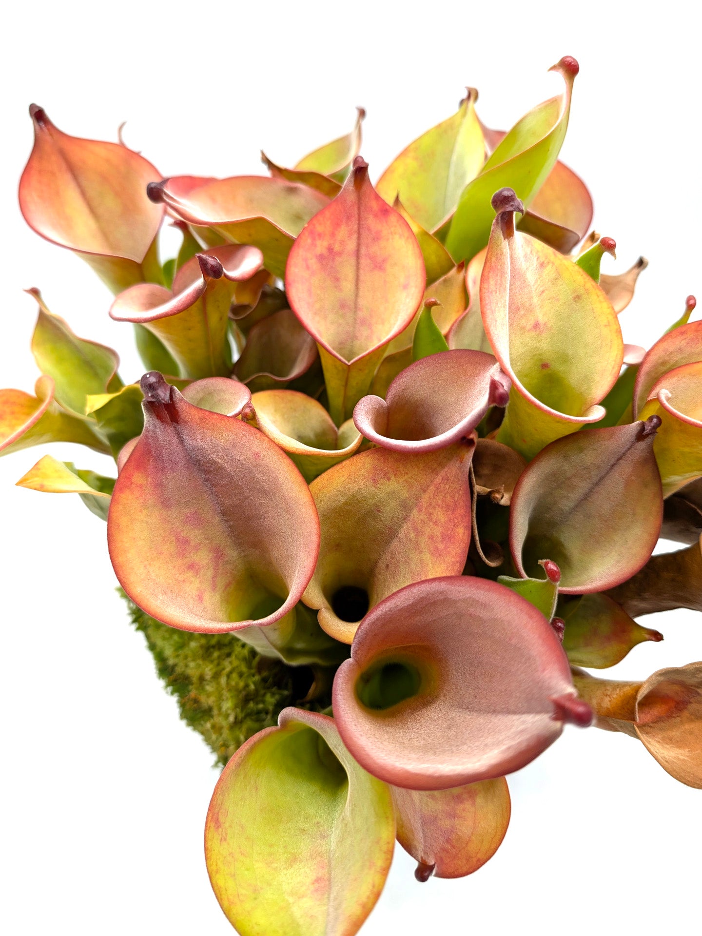 Heliamphora uncinata  Northern Rock Wall near Amuri Cliff 