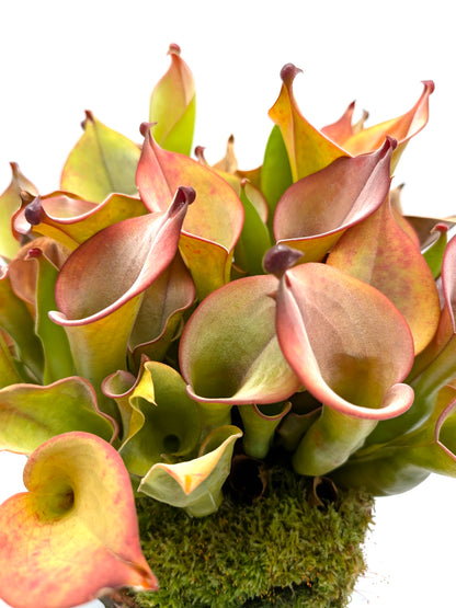 Heliamphora uncinata  Northern Rock Wall near Amuri Cliff 