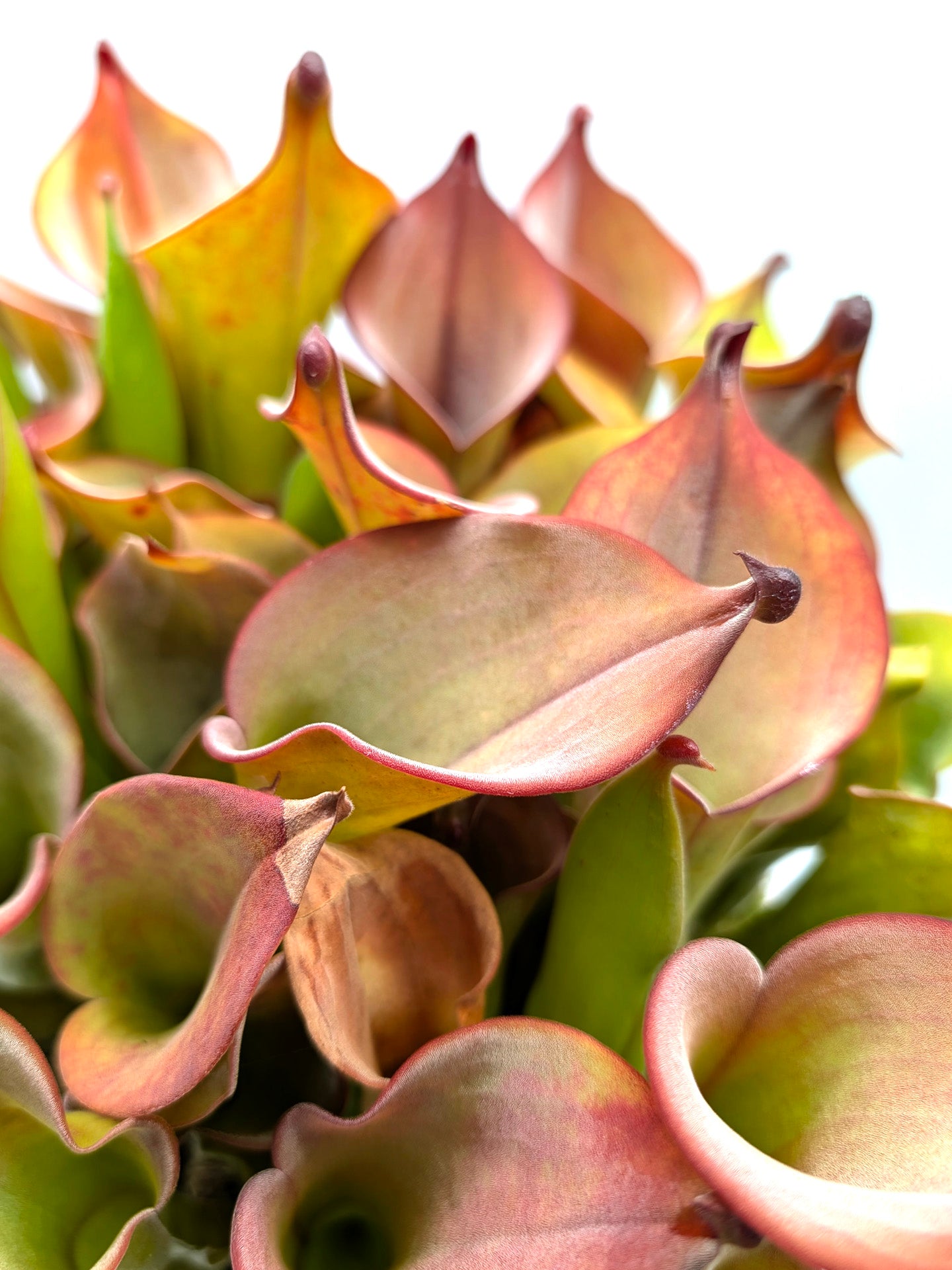 Heliamphora uncinata  Northern Rock Wall near Amuri Cliff 