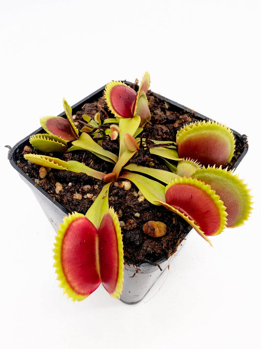 Dionaea muscipula UPO 11