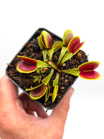Dionaea muscipula UPO 11