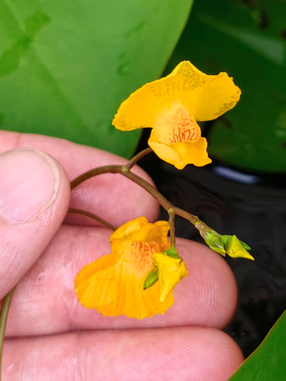 Utricularia australis