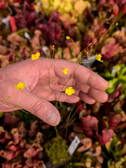 Utricularia flaccida