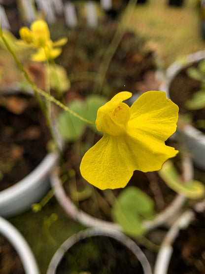Utricularia flaccida