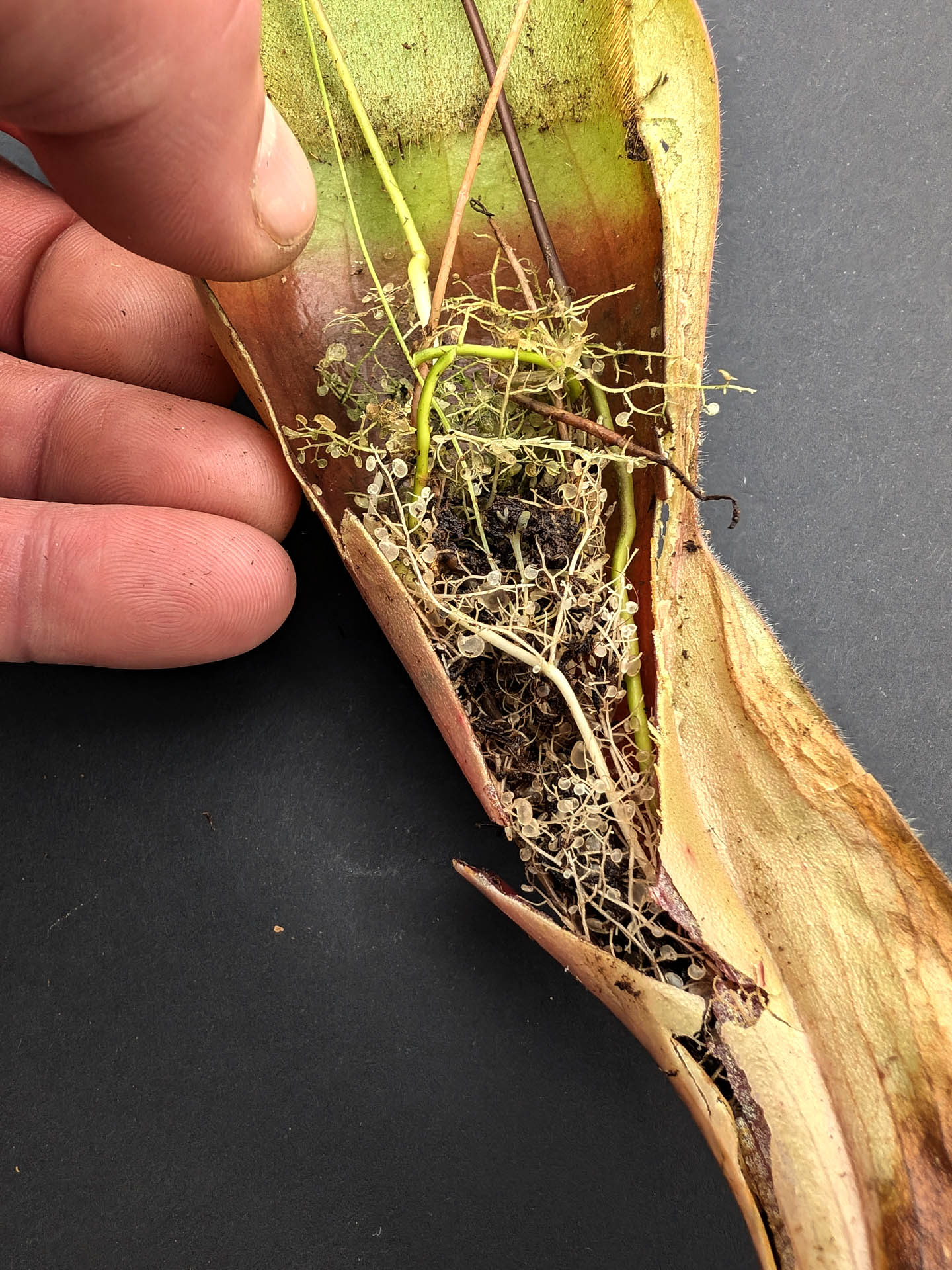 Utricularia Humboldtii