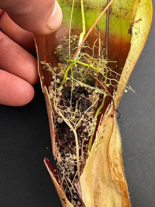 Utricularia Humboldtii