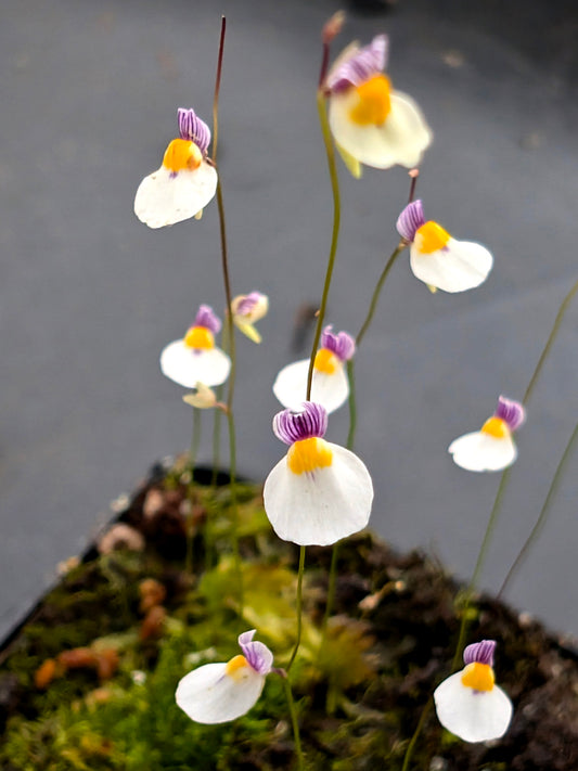 Utricularia parthenopipes