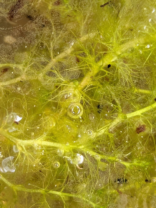 Utricularia reflexa  Okavango Swamp, Botswana