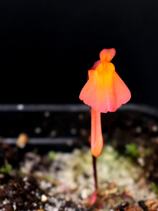 Utricularia menziesii