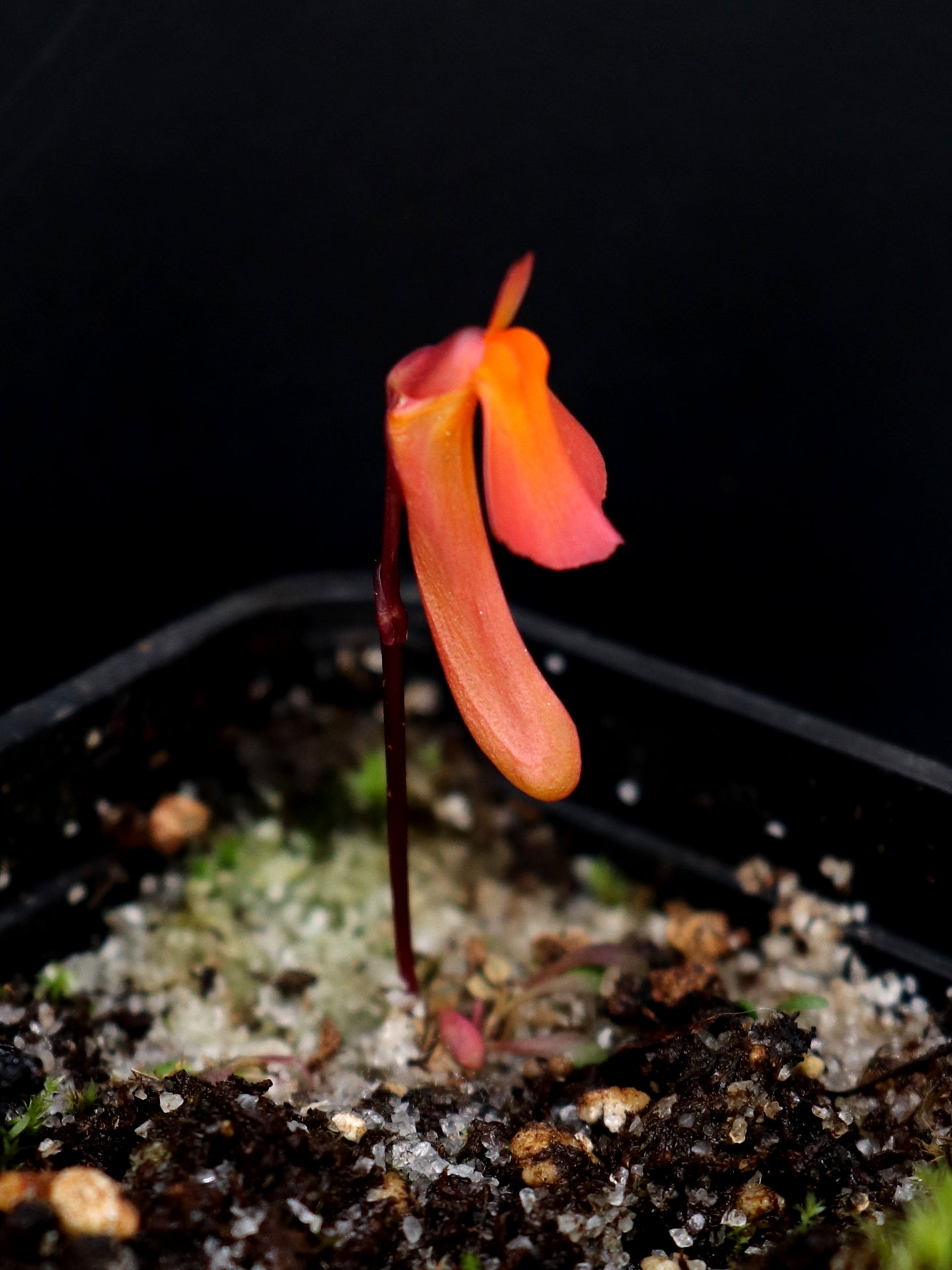 Utricularia menziesii