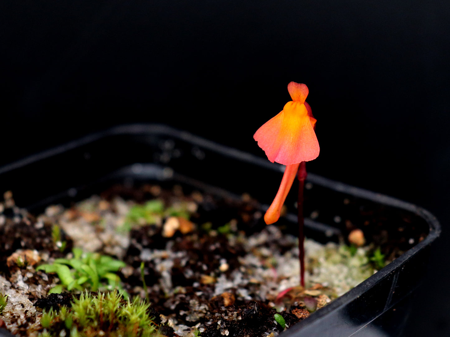Utricularia menziesii
