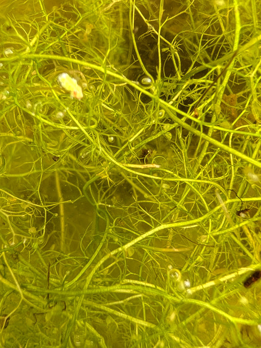 Utricularia nana