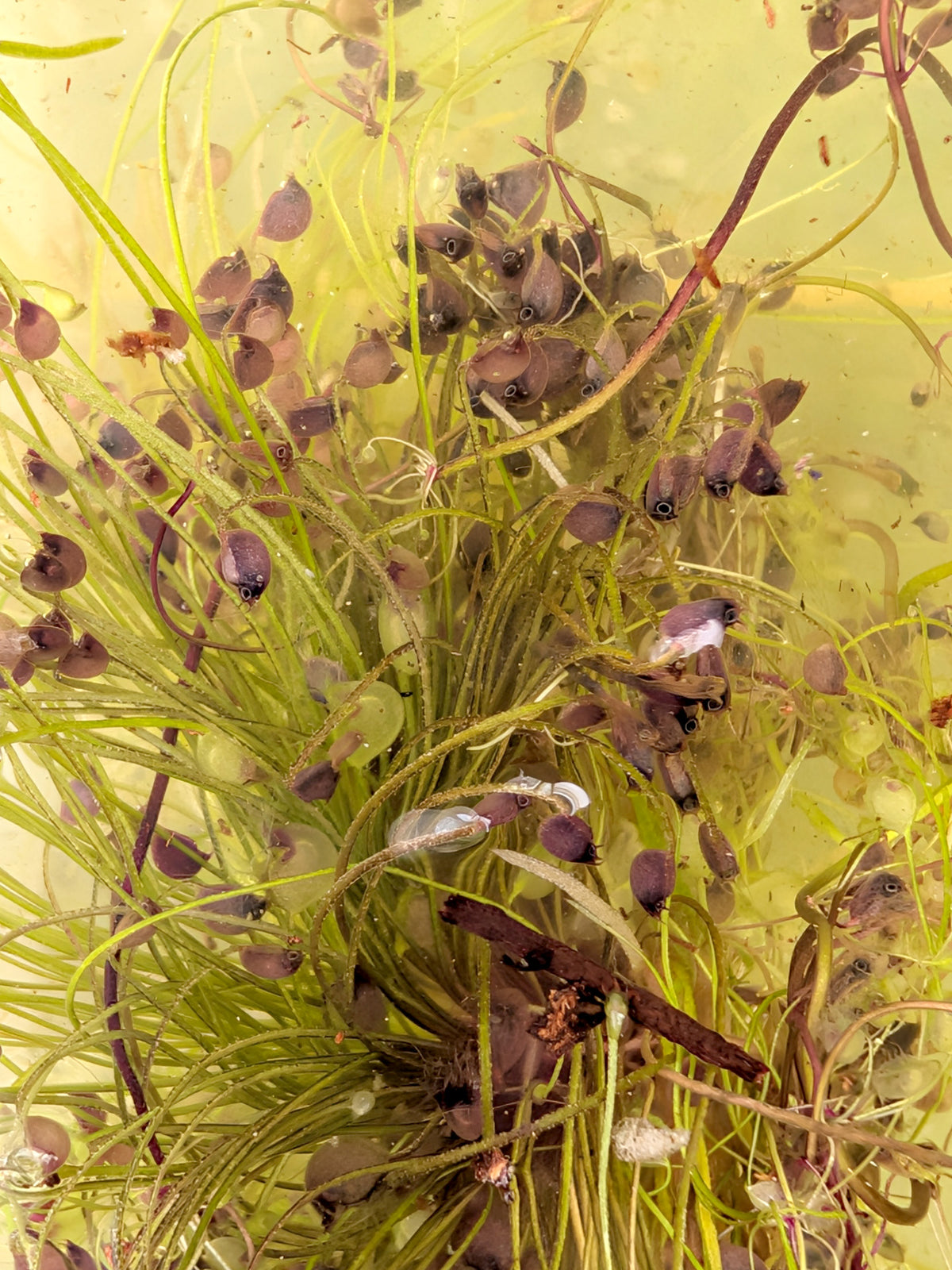 Utricularia volubilis Sud-Ouest de l'Australie (espèce semi-aquatique)