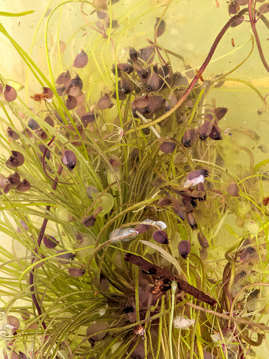 Utricularia volubilis Sud-Ouest de l'Australie (espèce semi-aquatique)