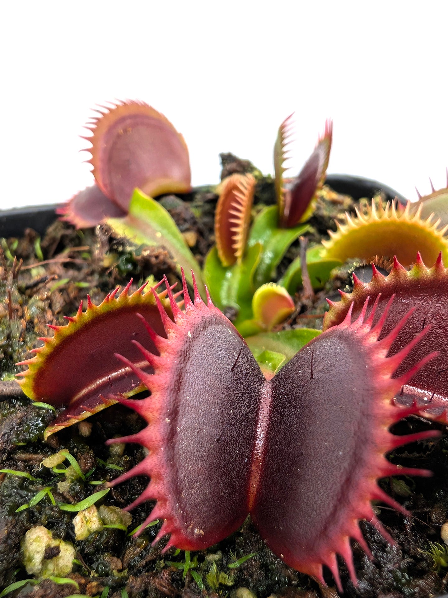 Dionaea muscipula  V005