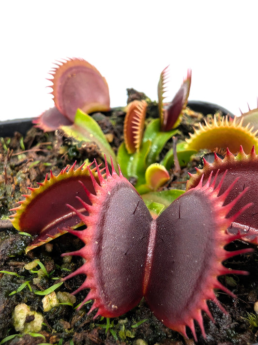 Dionaea muscipula  V005