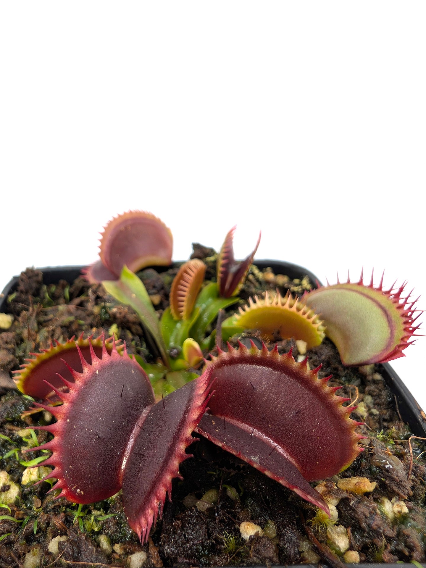 Dionaea muscipula  V005