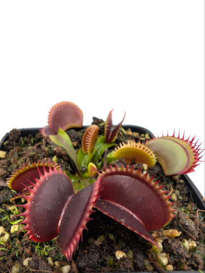 Dionaea muscipula  V005