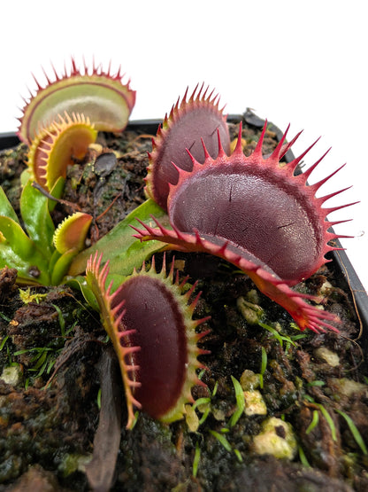 Dionaea muscipula  V005