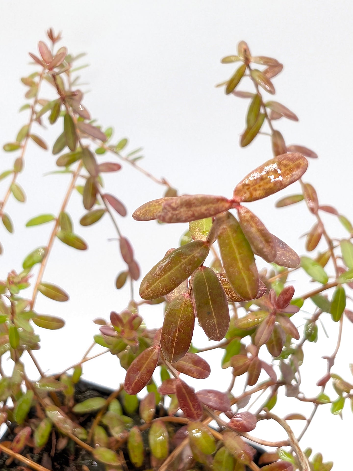 Vaccinium macrocarpon Amerikanische Cranberry