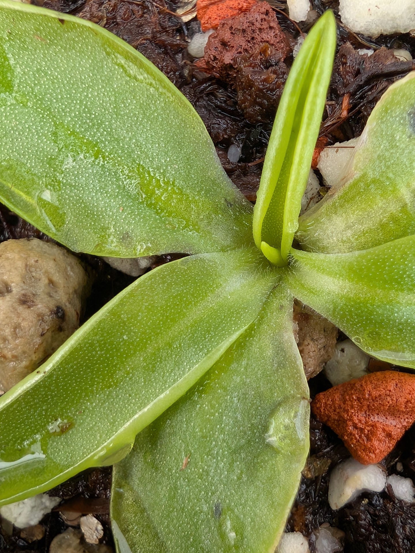 Pinguicula vallis-regiae  Abruzzo, Italy