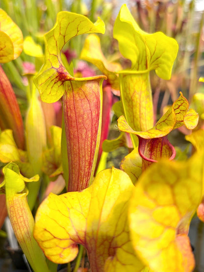 Sarracenia "Vega's Gold" M.Bertuol