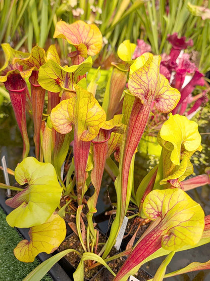 Sarracenia "Vega's Gold" M.Bertuol