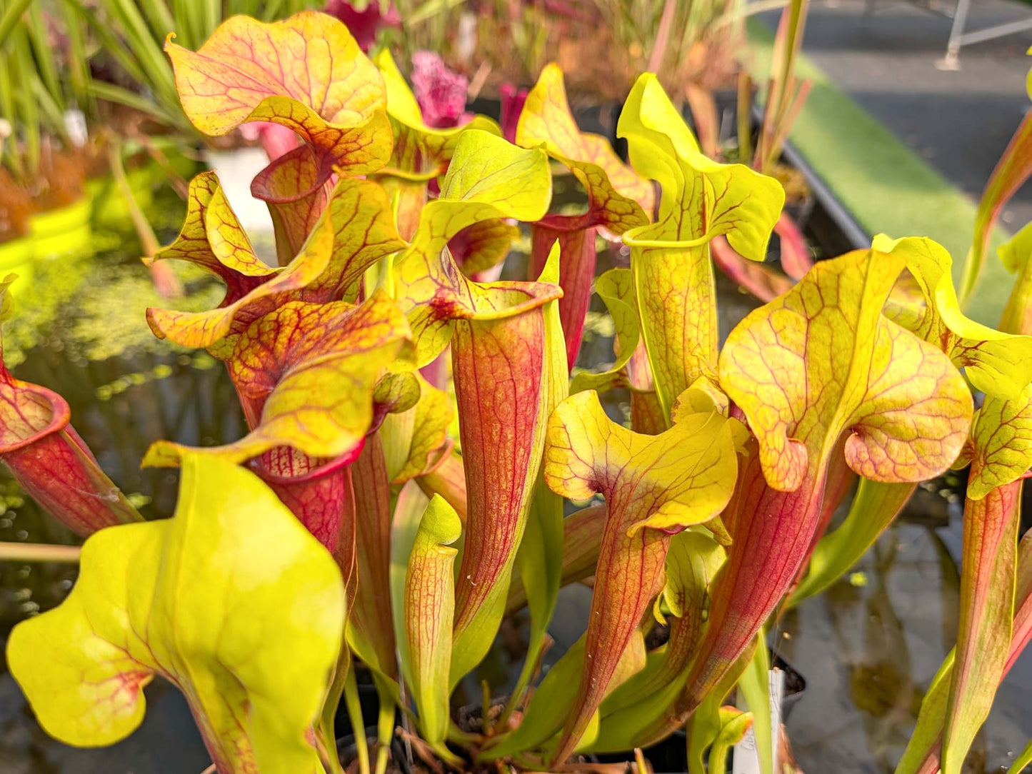 Sarracenia "Vega's Gold" M.Bertuol