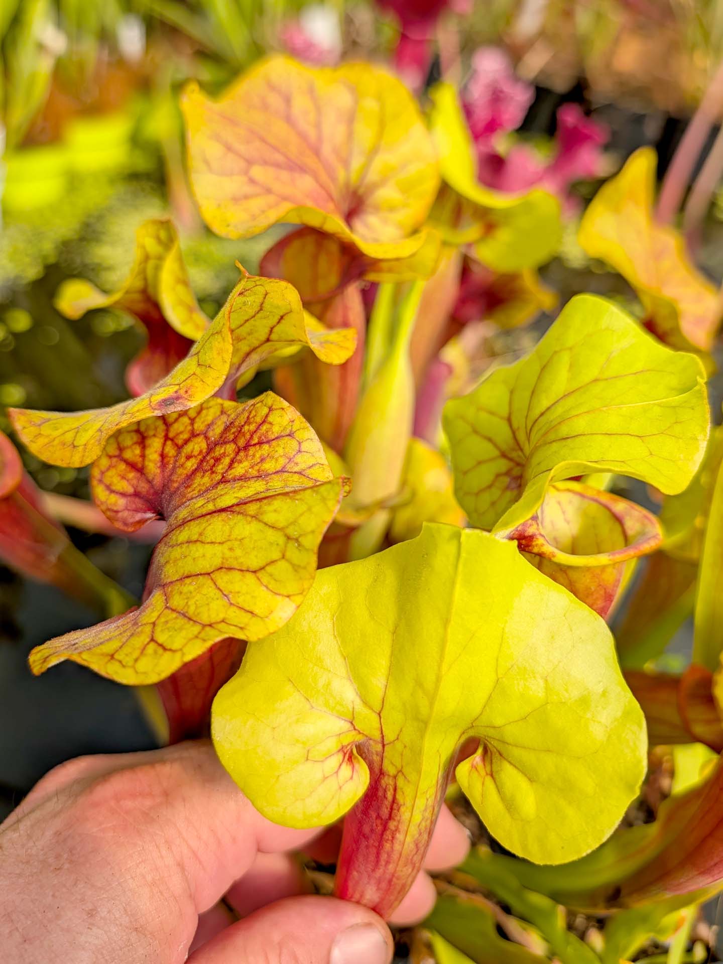 Sarracenia "Vega's Gold" M.Bertuol
