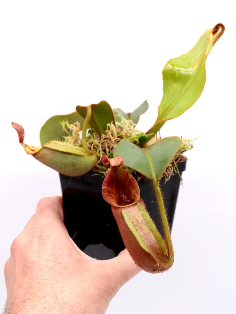 Nepenthes veitchii „gestreift“ x „Candy gestreift“ CK