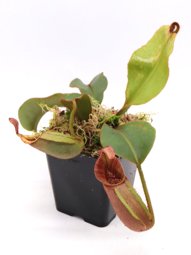 Nepenthes veitchii „gestreift“ x „Candy gestreift“ CK