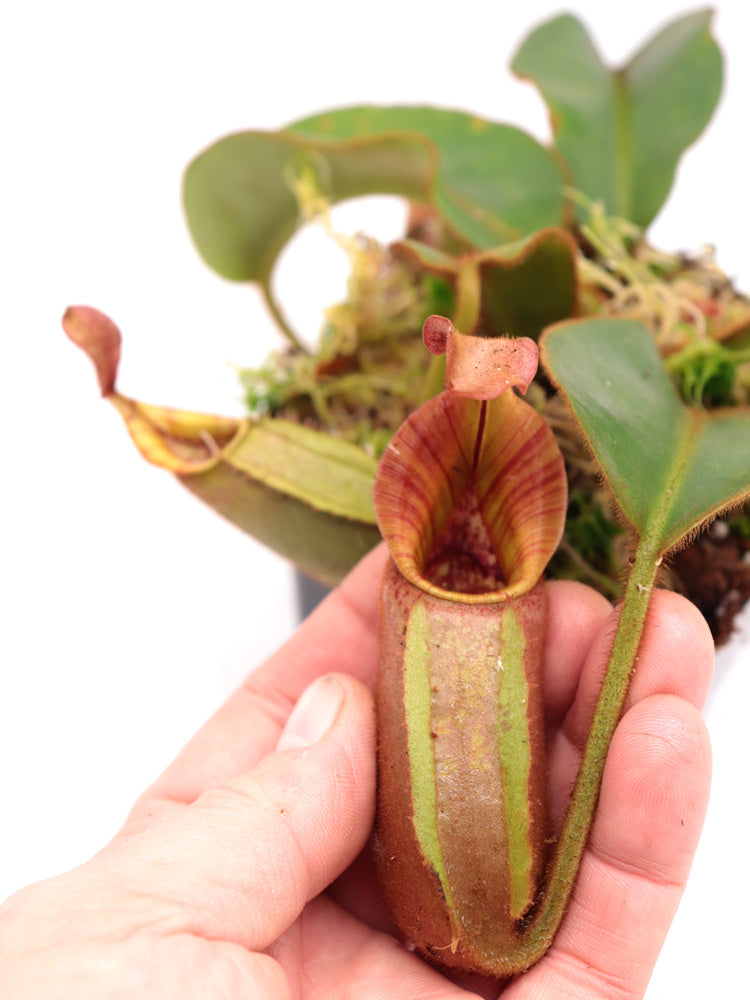 Nepenthes veitchii „gestreift“ x „Candy gestreift“ CK