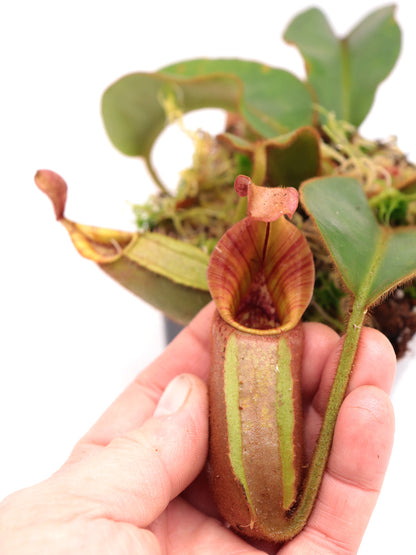 Nepenthes veitchii „gestreift“ x „Candy gestreift“ CK