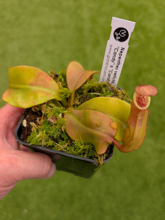 Nepenthes veitchii "Candy" x "Candy" F2