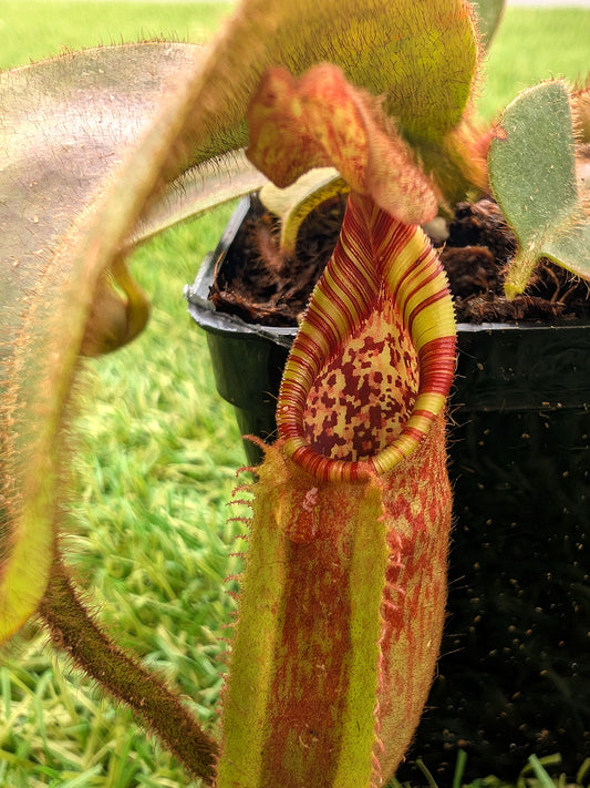 Nepenthes veitchii "Candy" x mollis